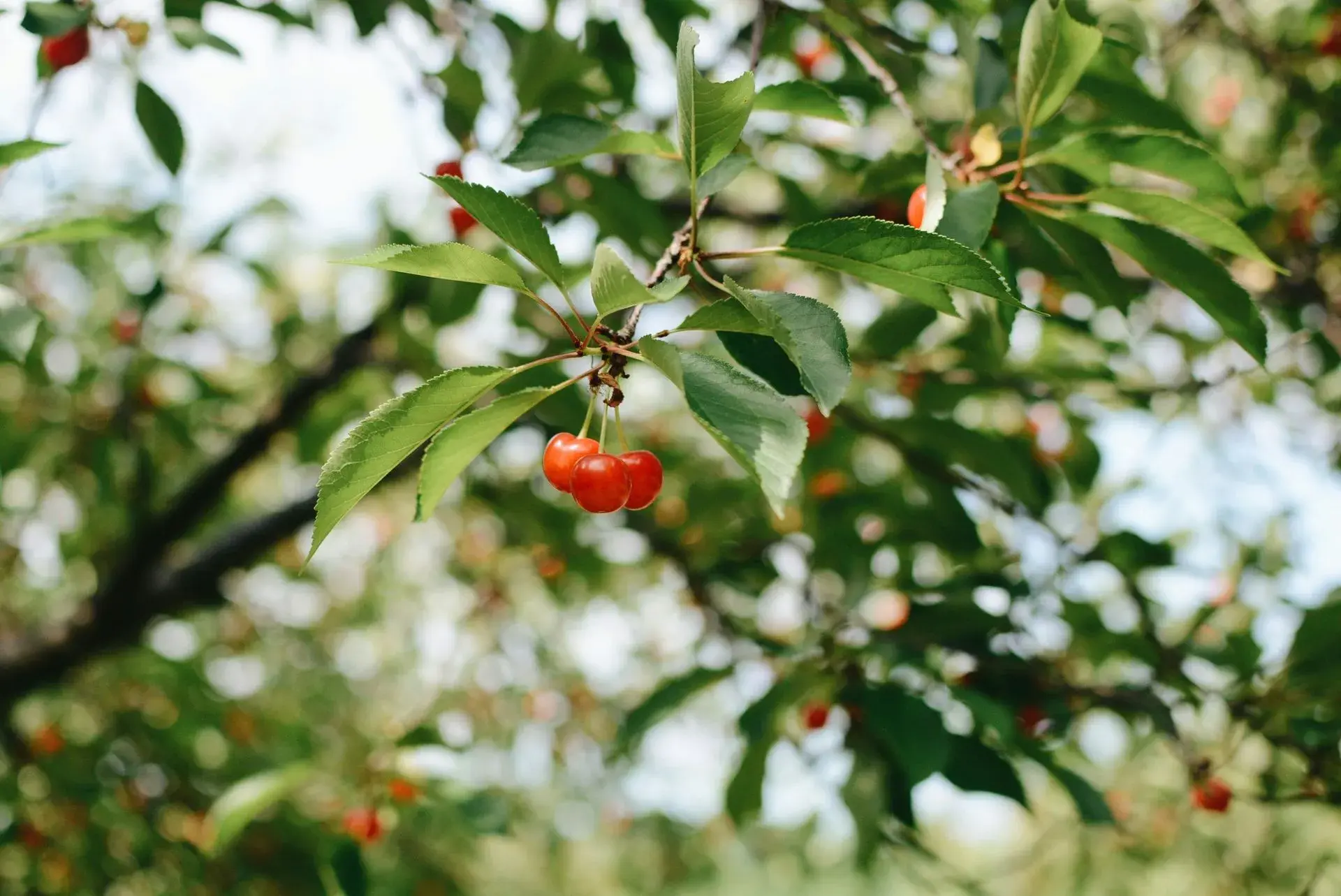 Tart Cherry Extract